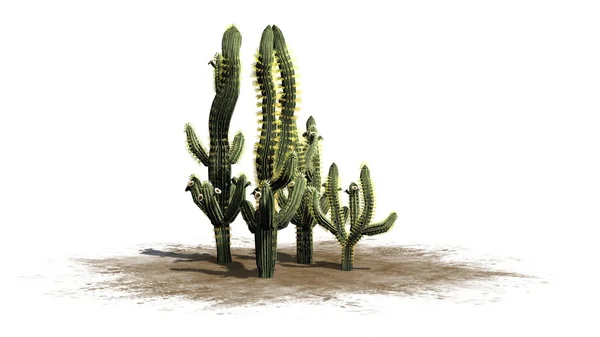 Saguaro 선인장-흰색 배경에 고립 — 스톡 사진