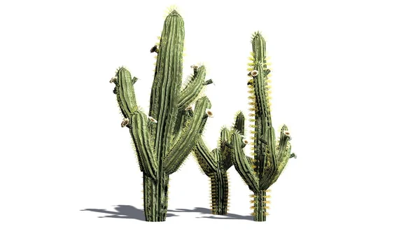 Saguaro kaktusy - izolované na bílém pozadí — Stock fotografie