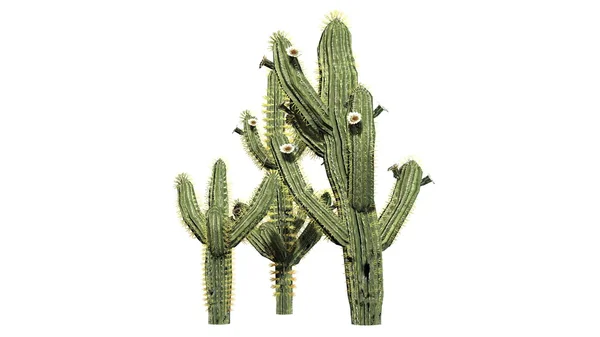 Saguaro kaktüsü - beyaz arka plan üzerinde izole
