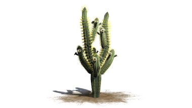 Saguaro kaktüsü - beyaz arka plan üzerinde izole