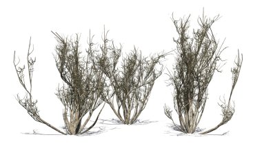 Grup - beyaz arka plan üzerinde izole kışın Afrika zeytin çalı