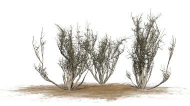 Grup - beyaz arka plan üzerinde izole kışın Afrika zeytin çalı