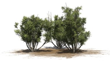 Grup - beyaz arka plan üzerinde izole de Afrika zeytin funda