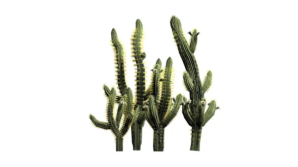 Saguaro kaktüsü - beyaz arka plan üzerinde izole