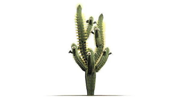 Saguaro kaktusz - elszigetelt fehér background — Stock Fotó