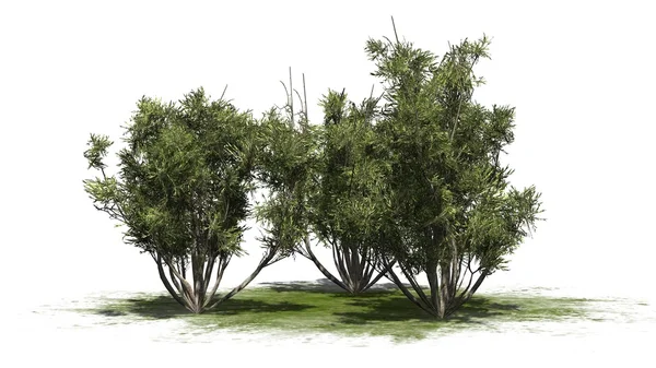 Arbuste d'olivier africain en groupe - isolé sur fond blanc — Photo