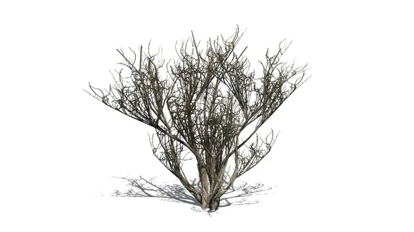 Inverno arbusto azeitona africana - isolado no fundo branco — Fotografia de Stock