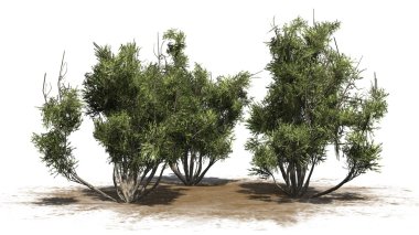 Grup - beyaz arka plan üzerinde izole de Afrika zeytin funda