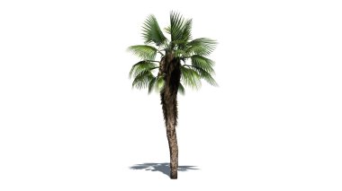 Çin yelpaze palm - beyaz arka plan üzerinde ayrılmış