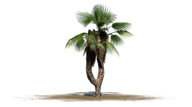 Çin yelpaze palm - beyaz arka plan üzerinde ayrılmış