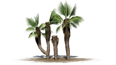 Çin yelpaze avuç içi grup - beyaz arka plan üzerinde ayrılmış