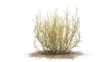 süpürge yılan otu sonbahar - beyaz arka plan üzerinde izole