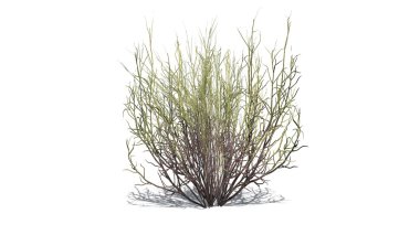 süpürge yılan beyaz arka plan üzerinde koyu - izole ot