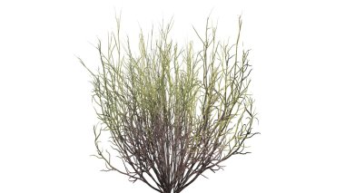 süpürge yılan beyaz arka plan üzerinde koyu - izole ot