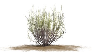 süpürge yılan beyaz arka plan üzerinde koyu - izole ot