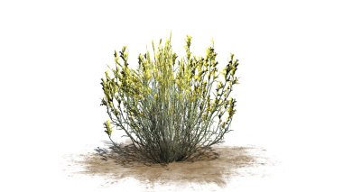 süpürge yılan otu bahar - beyaz arka plan üzerinde izole