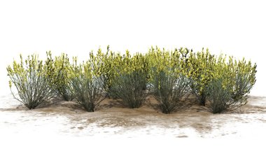 süpürge yılan otu bahar - beyaz arka plan üzerinde izole