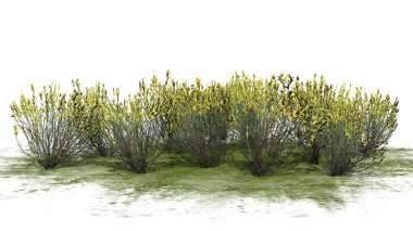 süpürge yılan otu bahar - beyaz arka plan üzerinde izole