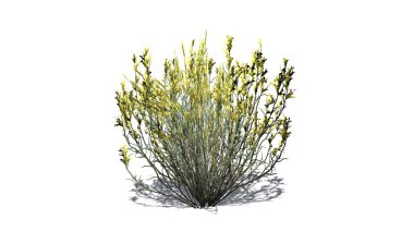 süpürge yılan otu bahar - beyaz arka plan üzerinde izole