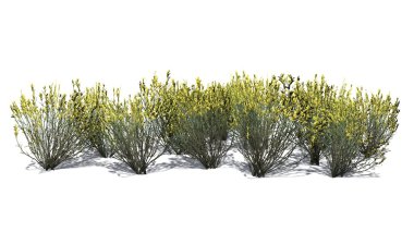 süpürge yılan otu bahar - beyaz arka plan üzerinde izole