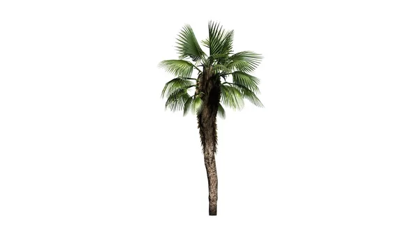 Čínsky fan palm - oddělené na bílém pozadí — Stock fotografie