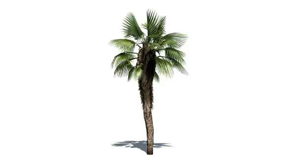 Китайский вентилятор пальмы - разделены на белом фоне — стоковое фото