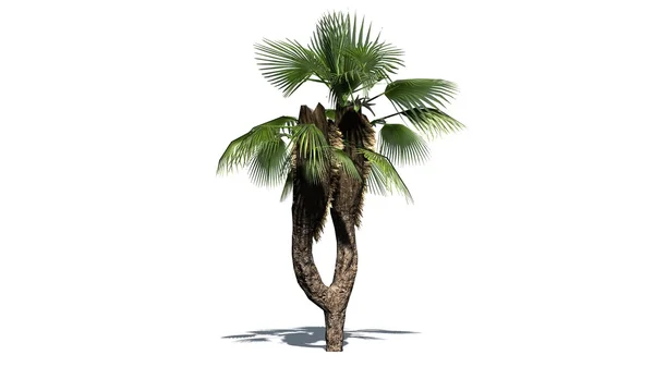 Čínsky fan palm - oddělené na bílém pozadí — Stock fotografie