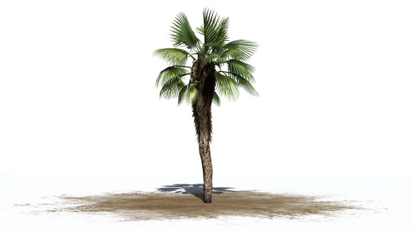 Čínsky fan palm - oddělené na bílém pozadí — Stock fotografie