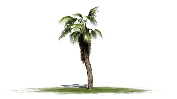 Čínsky fan palm - oddělené na bílém pozadí — Stock fotografie