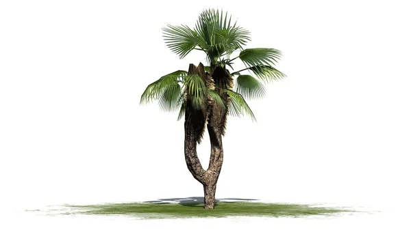 Čínsky fan palm - oddělené na bílém pozadí — Stock fotografie