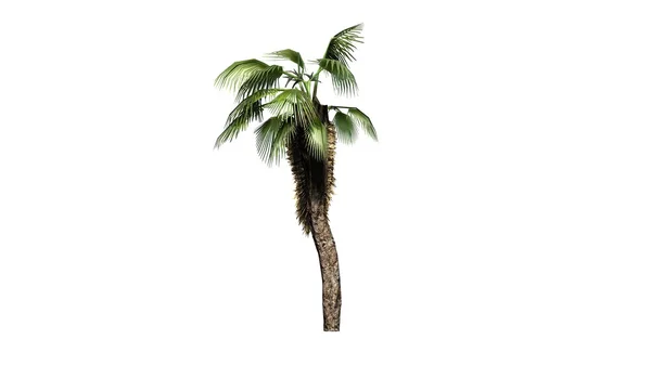 -Chiński fan palm oddzielone na białym tle — Zdjęcie stockowe