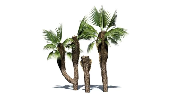 Chinese fan palms group - separated on white background — Stock Photo, Image