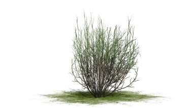 süpürge yılan otu - beyaz arka plan üzerinde izole