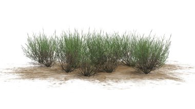 süpürge yılan otu - beyaz arka plan üzerinde izole