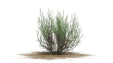 süpürge yılan otu - beyaz arka plan üzerinde izole