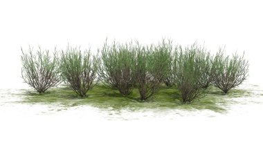 süpürge yılan otu - beyaz arka plan üzerinde izole