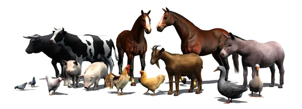 Farm Animals Shadow Floor Isolated White Background Stock Photo by ...