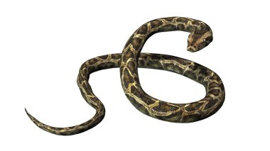 Python izole üzerinde beyaz arka plan yılan