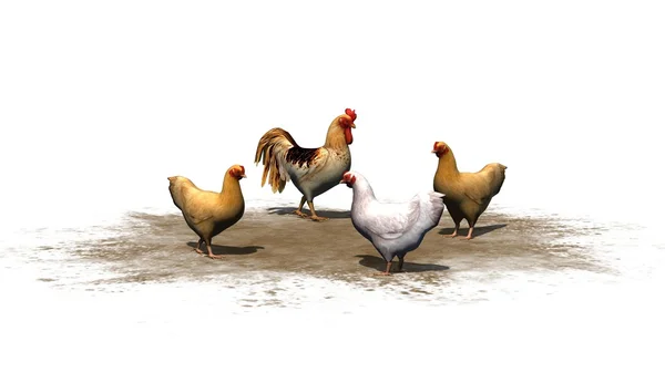 Hühner und Hahn isoliert auf weißem Hintergrund — Stockfoto