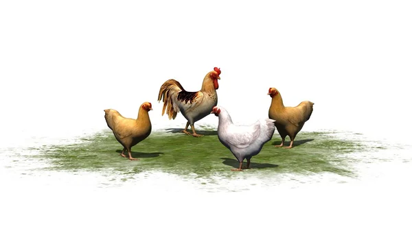 Ayam dan ayam jantan terisolasi di latar belakang putih — Stok Foto