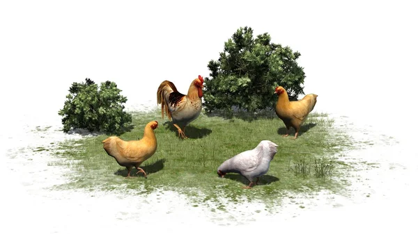 Găini și cocoș izolate pe fundal alb — Fotografie, imagine de stoc