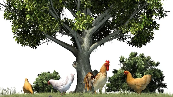 Galinhas e galo no fundo da natureza — Fotografia de Stock