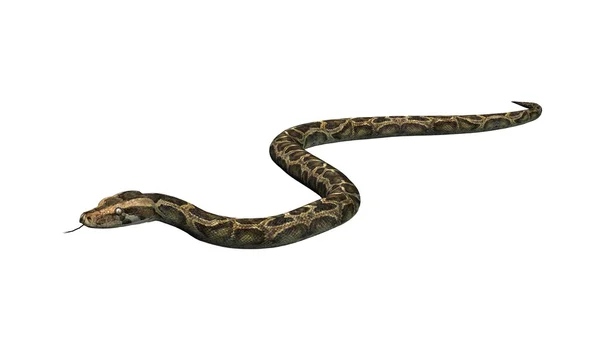 Змея питона изолирована на белом фоне — стоковое фото
