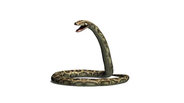 Python węży na białym tle na białym tle — Zdjęcie stockowe