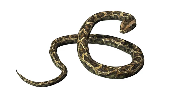 Python izole üzerinde beyaz arka plan yılan