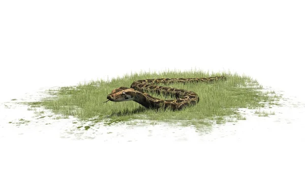 Pythonschlange auf Grasfläche - isoliert auf weißem Hintergrund — Stockfoto