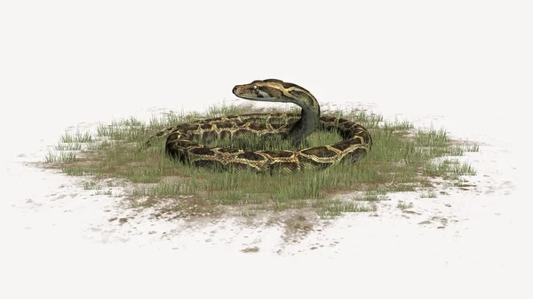 Serpente python na área de grama - isolado no fundo branco — Fotografia de Stock