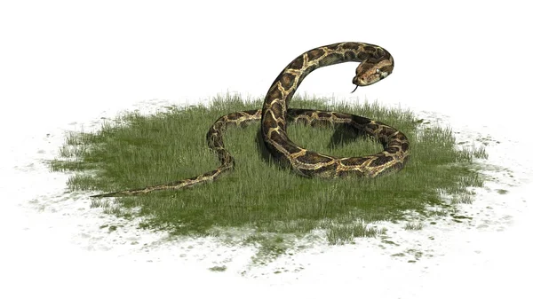 Пітонна змія на траві - ізольована на білому тлі — стокове фото