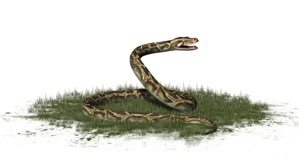 Pythonschlange auf Grasfläche - isoliert auf weißem Hintergrund — Stockfoto