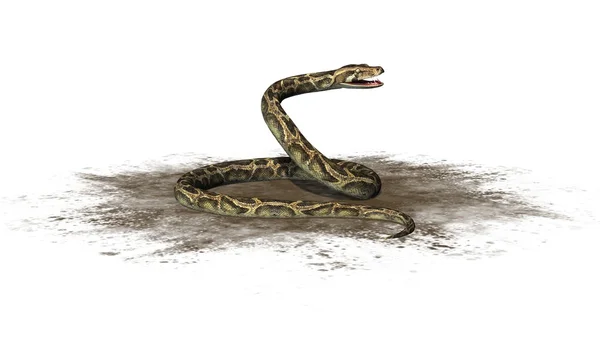 Serpente python na área de areia - isolado no fundo branco — Fotografia de Stock